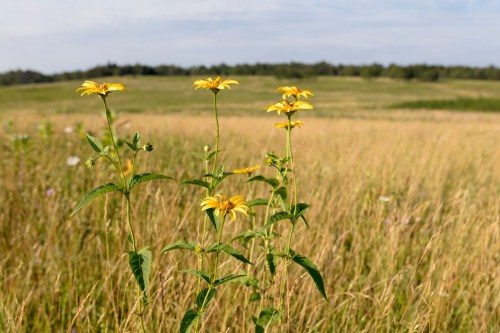 A cluster of yellow flowers stands tall in a grassy field under a clear blue sky.