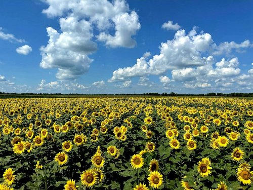 A vibrant field of sunflowers under a blue sky with fluffy white clouds.