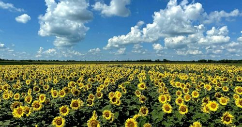 A vibrant field of sunflowers under a bright blue sky with fluffy white clouds.
