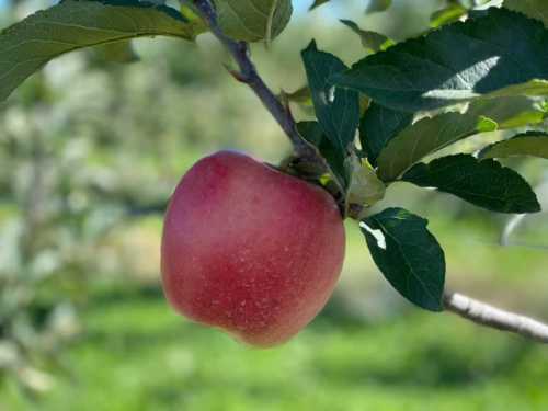 A close-up of a ripe red apple hanging from a green leafy branch in an orchard.