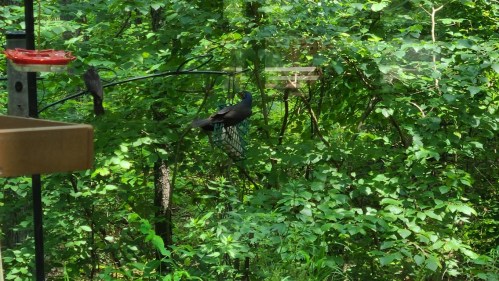 A bird perched on a feeder surrounded by lush green foliage in a forested area.