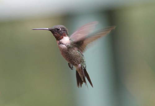 A hummingbird in mid-flight, showcasing iridescent feathers and a long beak against a blurred background.