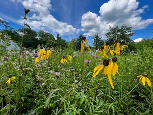 A vibrant field of yellow flowers and purple blooms under a blue sky with fluffy clouds.