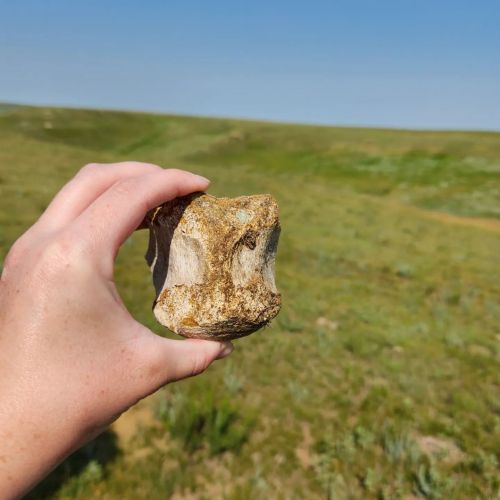 A hand holds a large, weathered rock against a backdrop of green grass and blue sky.