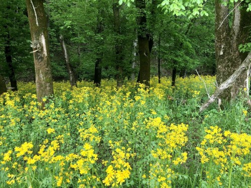 A vibrant field of yellow flowers surrounded by lush green trees in a forest setting.