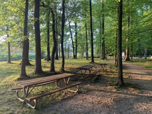 A serene park scene with wooden picnic tables surrounded by tall green trees and dappled sunlight.