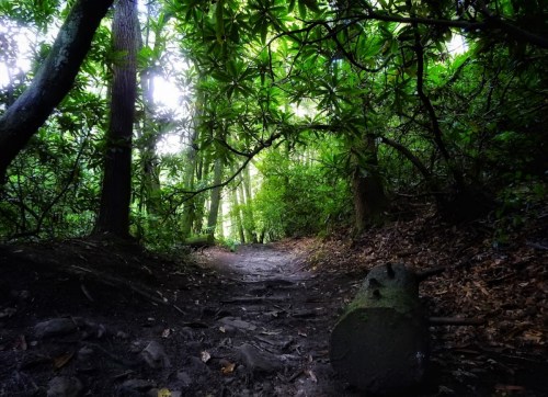 A narrow dirt path winds through a lush, green forest, surrounded by trees and foliage.