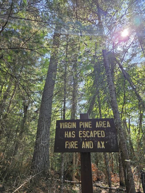 Sign in a forest reading "Virgin Pine Area has escaped fire and ax," surrounded by tall trees and sunlight.