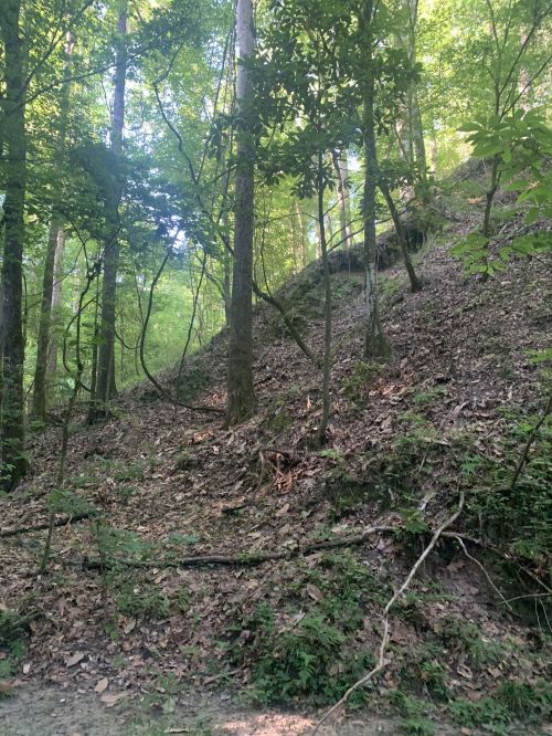 A lush forest scene with tall trees and a sloping hillside covered in leaves and underbrush.