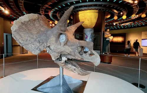 A large Triceratops skull displayed in a museum, surrounded by exhibits and visitors in the background.