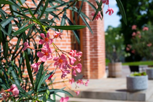 Pink flowers bloom on a green plant near a brick wall, with a blurred background of outdoor planters and trees.