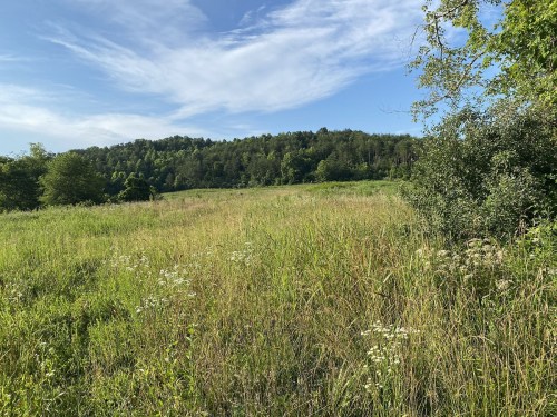 A grassy field with wildflowers, surrounded by trees and a blue sky with wispy clouds in the background.