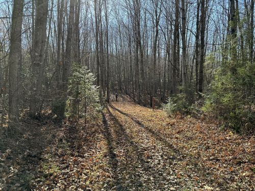 A sunlit forest path lined with bare trees and scattered autumn leaves, creating a serene, tranquil atmosphere.