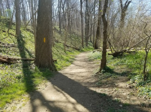 A winding dirt path through a wooded area, with trees and green underbrush on either side. Sunlight filters through.