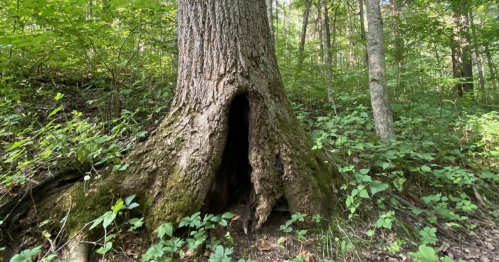 A large tree with a hollow trunk surrounded by lush green foliage in a forest setting.