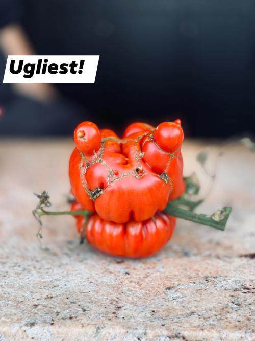 A uniquely shaped, bright red tomato with irregular bumps and a humorous label reading "Ugliest!" on the side.