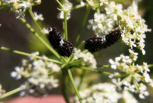 Close-up of black caterpillars with orange spikes on white flowers, surrounded by green foliage.