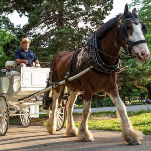 A horse-drawn carriage with a driver in a straw hat, moving along a path surrounded by trees.