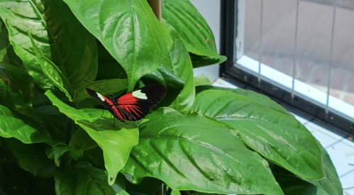 A vibrant red and black butterfly resting on large green leaves near a window.