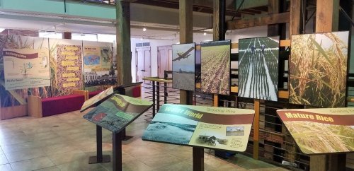 Exhibit showcasing rice cultivation with informative panels and images of rice fields and farming equipment.