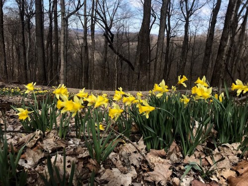 A cluster of yellow daffodils blooming among dry leaves in a wooded area with bare trees in the background.