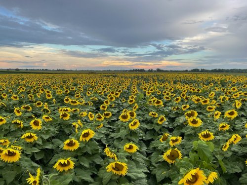 A vast field of vibrant sunflowers under a cloudy sky at sunset, creating a picturesque landscape.