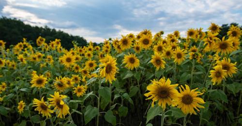 A vibrant field of sunflowers under a cloudy sky, with many bright yellow blooms facing the sun.