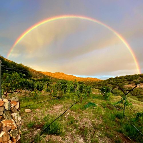 A vibrant rainbow arcs over a vineyard, with lush green vines and rolling hills in the background.