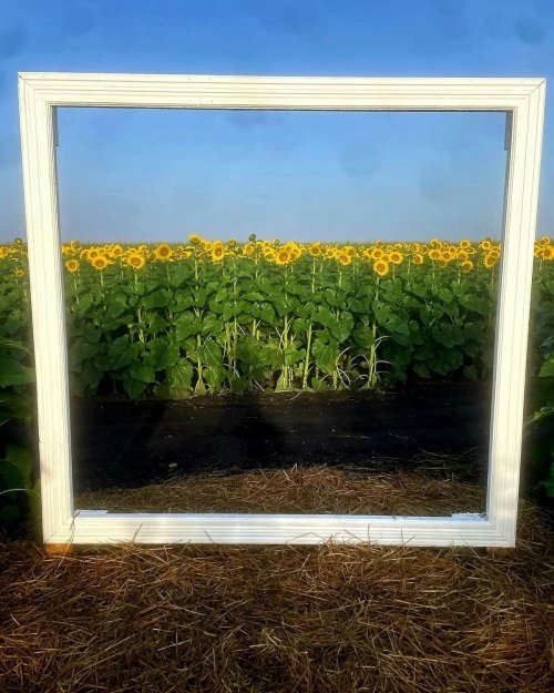 A white frame stands in a field of sunflowers under a clear blue sky.