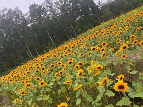 A vibrant field of sunflowers stretches towards a tree line under a cloudy sky.