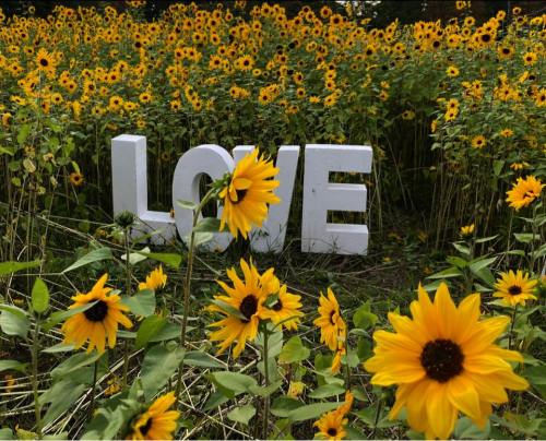 A large white "LOVE" sign surrounded by vibrant sunflowers in a sunny field.
