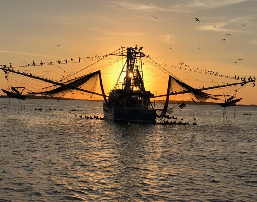 A fishing boat silhouetted against a sunset, surrounded by birds and water, with nets extended in the background.