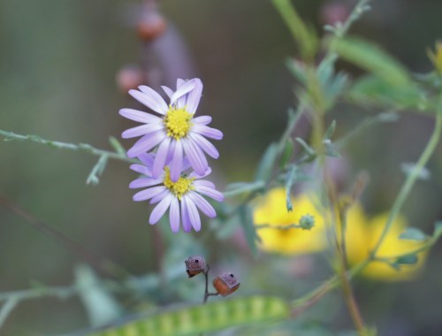 Two delicate purple daisies with yellow centers, surrounded by green foliage and hints of yellow flowers in the background.