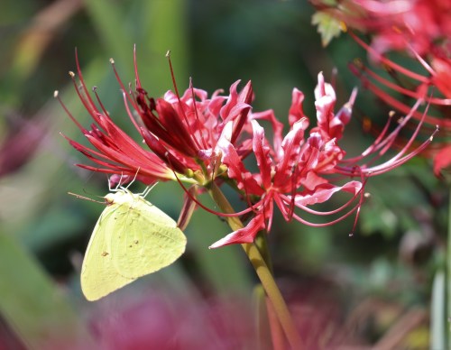 A pale yellow butterfly rests on vibrant red flowers, surrounded by lush greenery.