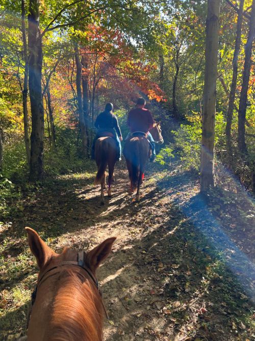 Two riders on horseback trail through a sunlit forest, surrounded by colorful autumn foliage.