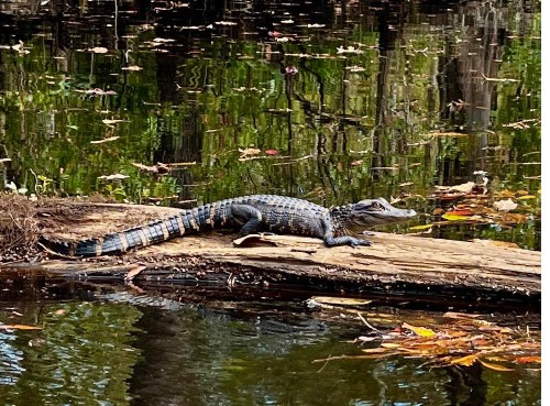 A crocodile rests on a log by a calm, reflective water surface surrounded by autumn leaves and greenery.