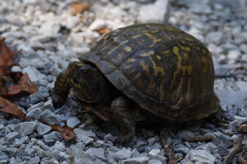 A turtle crawls over rocky ground, surrounded by small stones and dried leaves.