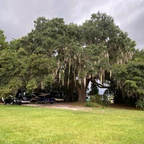 A large tree with Spanish moss provides shade over parked RVs in a grassy area under a cloudy sky.