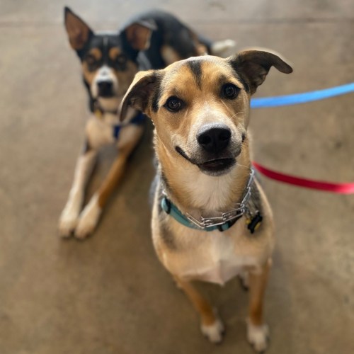 Two dogs in a indoor setting; one is sitting and smiling, while the other is lying down in the background.