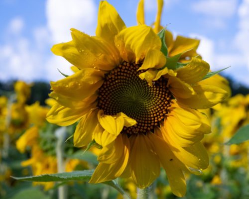A close-up of a vibrant sunflower with a textured center, surrounded by a field of sunflowers under a blue sky.