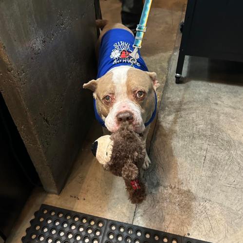 A dog in a blue shirt holds a stuffed toy in its mouth, standing on a textured floor.