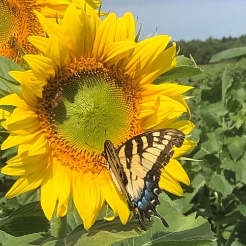 A butterfly perched on a vibrant sunflower, with a bee nearby, in a sunny field.