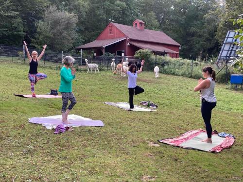 Four people practicing yoga outdoors on mats, with a barn and llamas in the background.