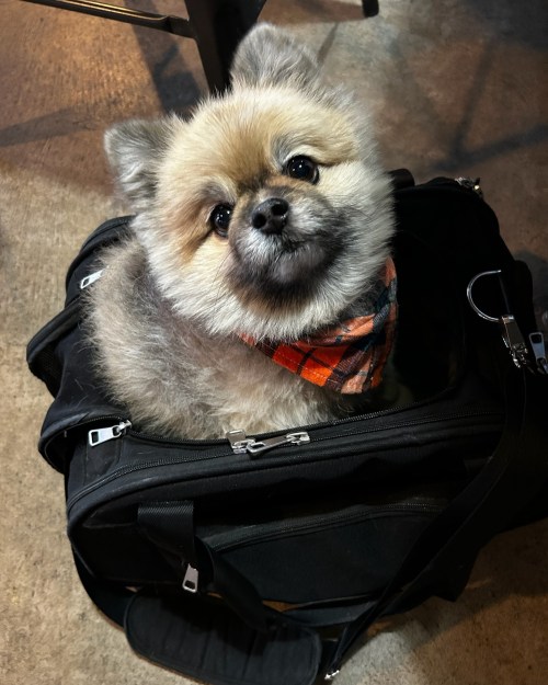 A fluffy Pomeranian puppy wearing a plaid bandana peeks out from a black bag.