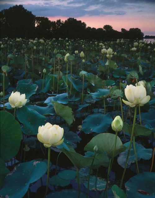 A serene pond filled with white lotus flowers and lush green leaves under a twilight sky.
