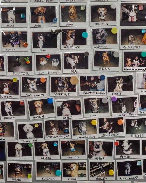 A collage of dog photos pinned to a board, featuring various breeds and names written below each picture.