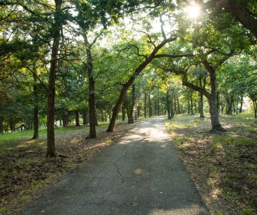 A sunlit path winding through a lush green forest with tall trees and dappled sunlight filtering through the leaves.