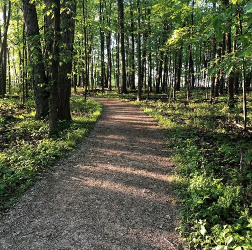 A winding gravel path through a lush green forest, surrounded by tall trees and dappled sunlight.