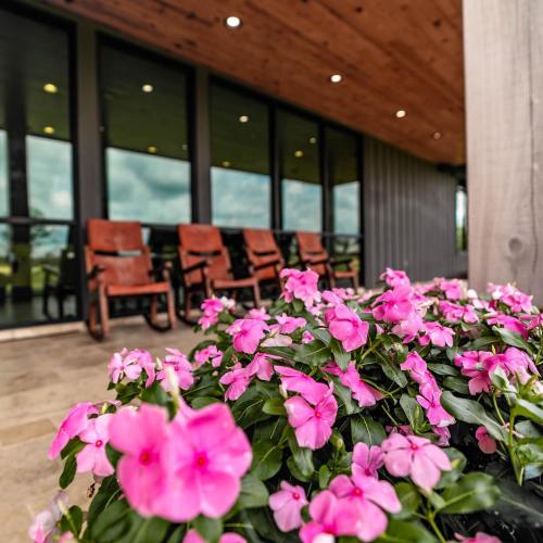 A close-up of pink flowers in the foreground, with a modern building and wooden chairs in the background.