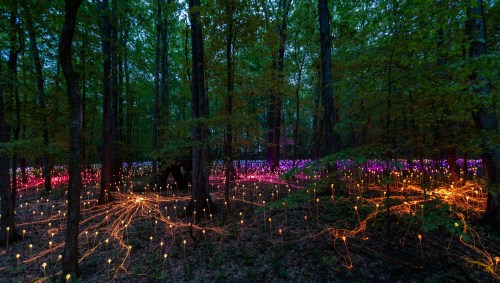 A forest illuminated with colorful lights, creating a magical atmosphere among the trees at dusk.